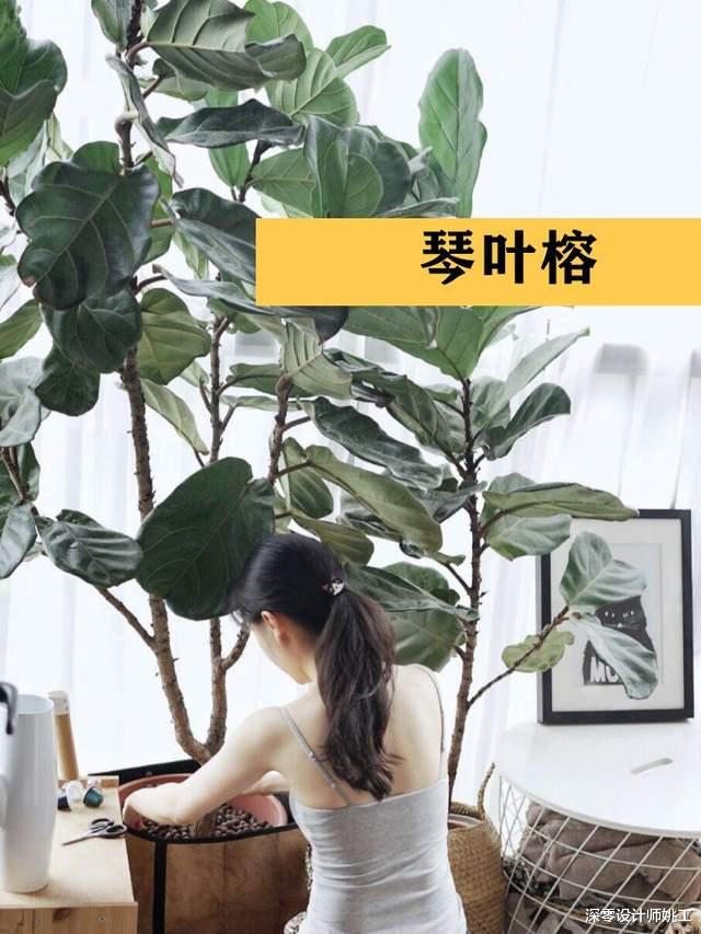 深零设计师姚工|客厅里差了点意思，可能不是装修不好，而是你缺这9种绿植做点缀