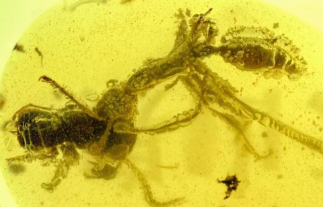 科学家 科学家发现“史前蚂蚁”，被困了9900万年，咬食猎物被定格至今