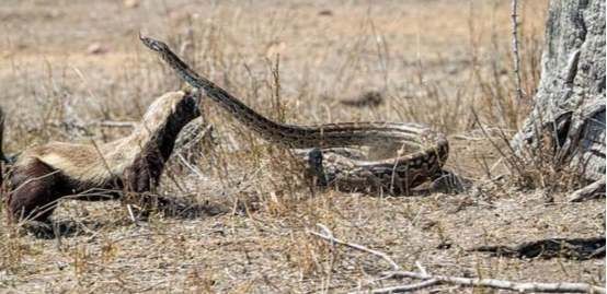 蜜獾 世界顶级捕食者非洲岩蟒,连人类都是它的盘中餐,唯独怕一种生物
