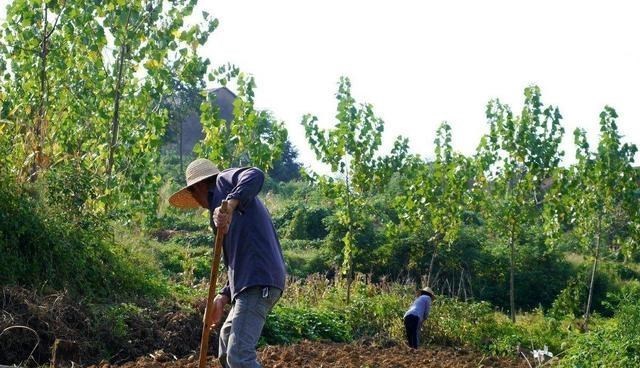 宅基地|农村土地迎来调整，“非农化”或要受罚，“2个”方面要多留心