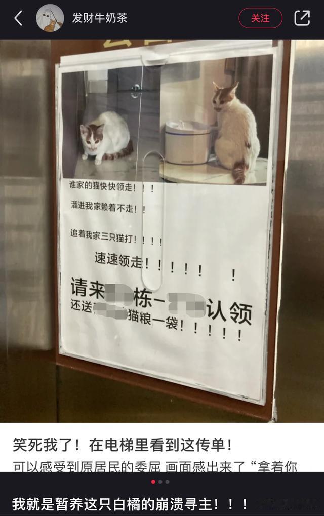 消防员|猫进家门赖着不走，女子电梯贴失猫招领走红，网友起哄养下去