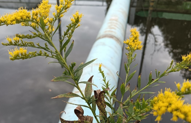 加拿大一枝黄花|因为长势太霸道，被全城围剿上热搜，加拿大一枝黄花到底是什么