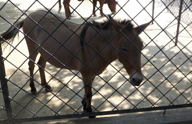 染色体 骡子到底为什么不能生育？