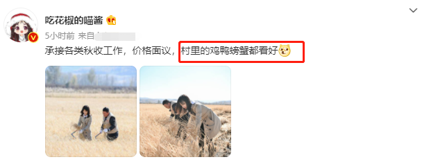 王冰冰|央视王冰冰下田地割麦子！手持大镰刀动作熟练，穿紧身风衣秀小蛮腰