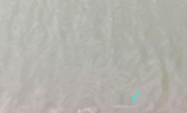 游钓中国|广东河道出现银龙鱼，钓鱼人：这个月的第二条，为何银龙频现？