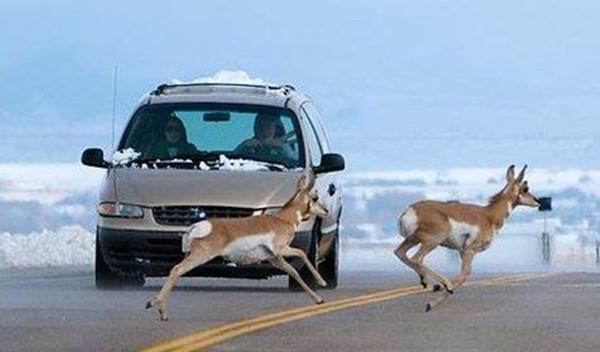 汽车有点料 如果在高速上遇到动物，应该急刹还是撞上去？交警道出实情