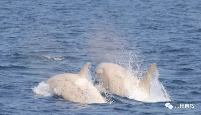 虎鲸 日本海域发现两头罕见的虎鲸，一身白色的虎鲸，鲸群并不排斥它们