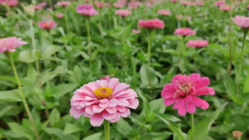 |领导让我多管事，却不授权，我该怎么办？试探授权能搞定