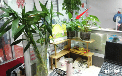 龙吟师傅和大家聊聊在办公桌上放哪些植物比较好