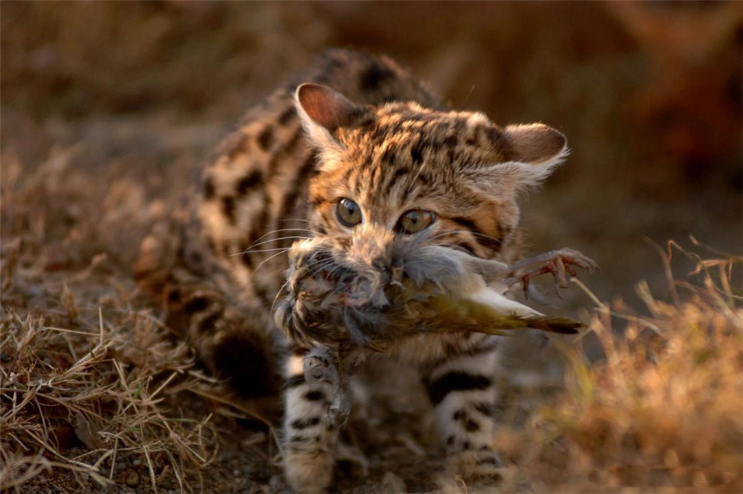 黑足猫 非洲最小的猫，猫科捕猎效率最高的“杀戮机器”，被全世界禁养