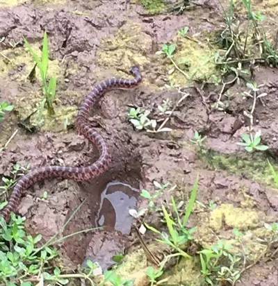 毒蛇 自然探索:蛇为什么能够不吃不喝而不死