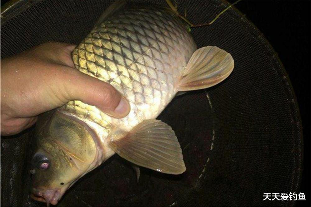 三伏天|三伏天夜钓，出钓天气的选择技巧，白天有多难钓，晚上就有多好钓