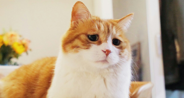 比人类压力还大的雄狮到底多悲惨？一生征战，打不动时死期就到了