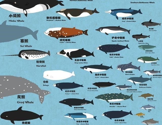 误入杭州江豚已不幸死亡!为何鲸豚类容易迷路、搁浅,营救困难?