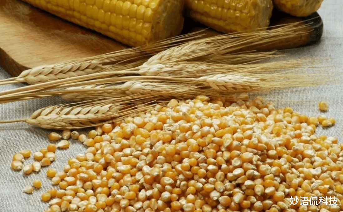 中國大規模取消進口玉米訂單，是什麼原因造成的？-圖6