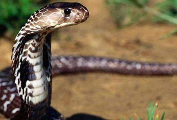 舜网 男子与眼镜蛇在一起泡澡,甚至玩起了亲亲……