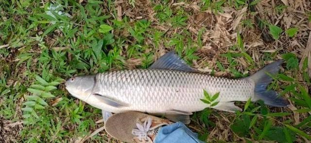 胡小小乖|最成功的入侵鱼种,在南方水域繁衍30年,有人错把它当成了草鱼