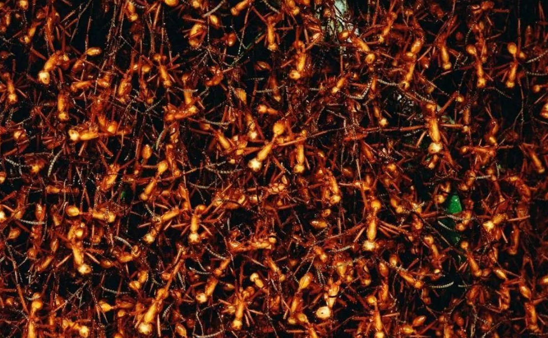 新冠病毒 沙漠“行军蚁”到底有多恐怖？传说杀人不吐骨头，走到哪吃到哪