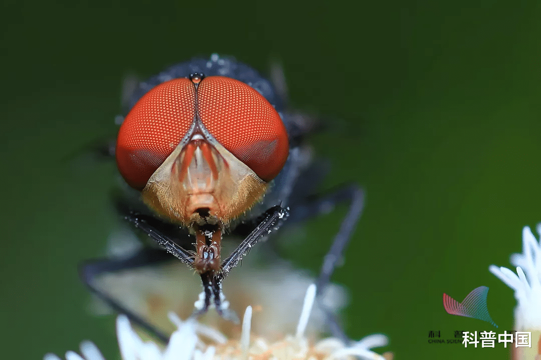 昆虫|苍蝇为什么总喜欢\搓手\?还会把头拧下来玩?