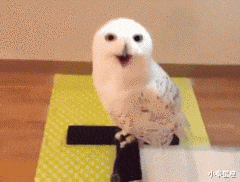小秦星座|搞笑GIF：本来是想吓一下别人。不想到自己竟遭了殃。失算啊！