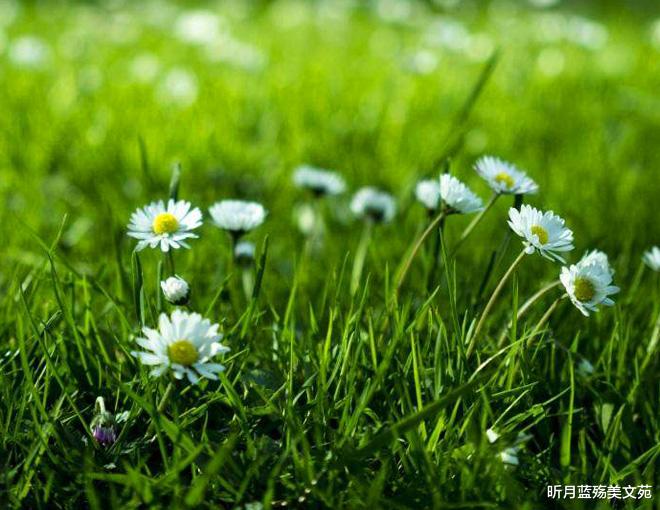 昕月蓝殇美文苑|深爱的你，错过了，就是一辈子