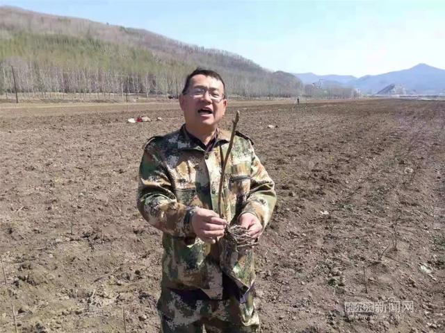 哈尔滨新闻网 「美丽的节日勤劳的人」小岭种下500亩花海，牡丹和芍药6月中旬开花