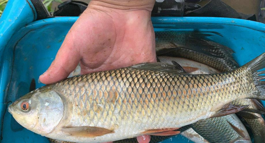 梅州|梅州河道泰鲮呈爆发之势，钓鱼人：下竿就有，还有人闻讯请假钓鱼