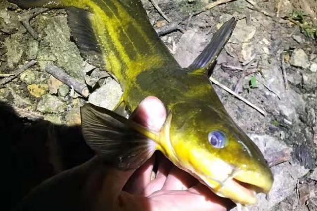 黄骨鱼|再三确认：热天用这方法来对付黄骨鱼，隔三岔五就想钓，别透露哦