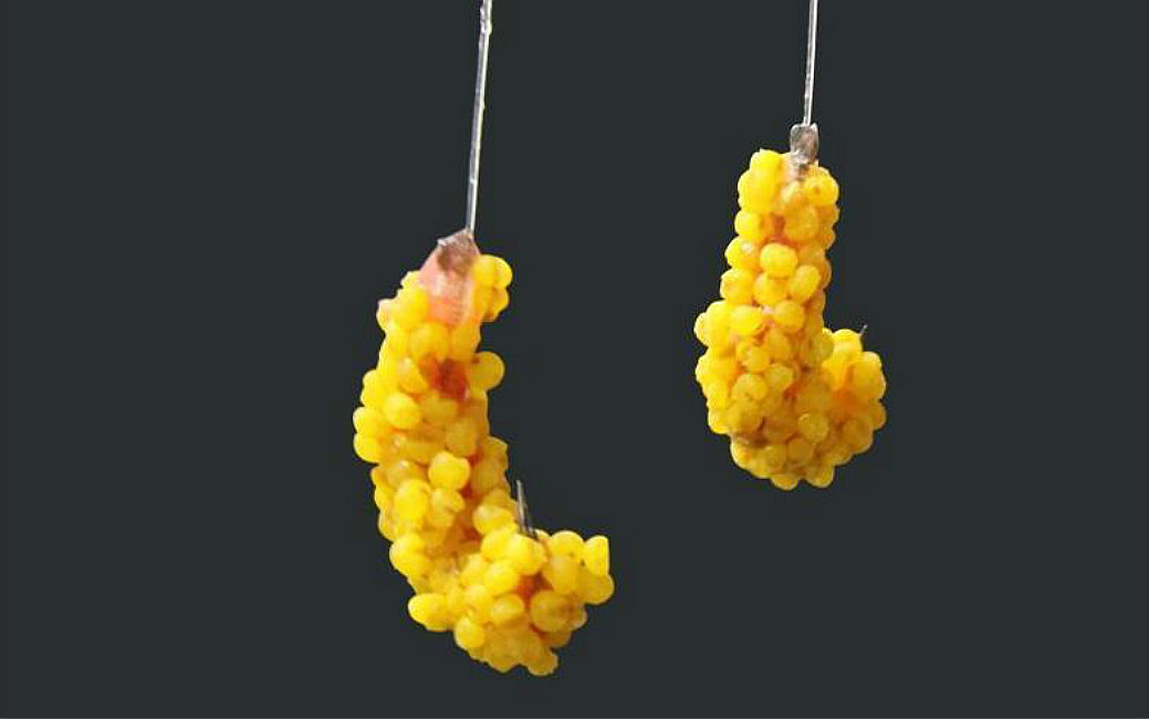 蜂蜜|草窝钓鱼不方便打窝，蚯蚓蜂蜜加酒米，不用打窝也能钓上大板鲫