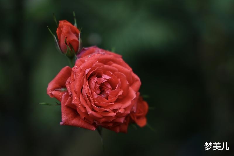 梦美儿|情人翻脸,转身无情