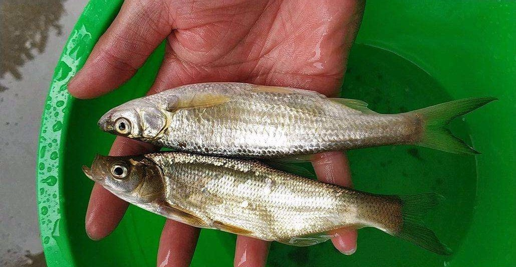 饵料|它身体娇小与刀相似，游动迅速，详解野钓我国特有物种——蓝刀鱼