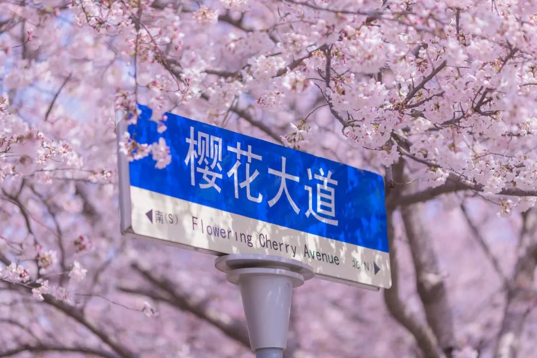 青岛市 超越苏州、成都！成了国内最宜居城市NO.1，这座海滨老城凭什么？