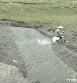 |搞笑GIF：100万一次，100万两次，好的后面大哥出500万，成交咣当...