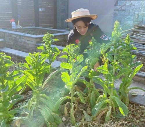 张馨予|张馨予发文：今后要好好努力，不再沉迷种花种菜