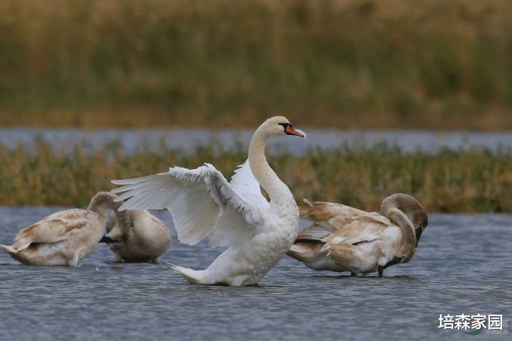  原来“丑小鸭”在天鹅中真有原型！