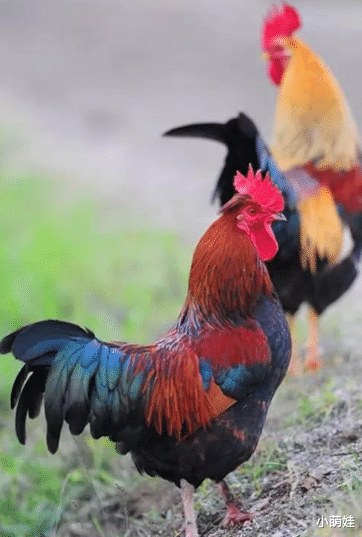 生肖|4月赚钱无数，事业辉煌的生肖！