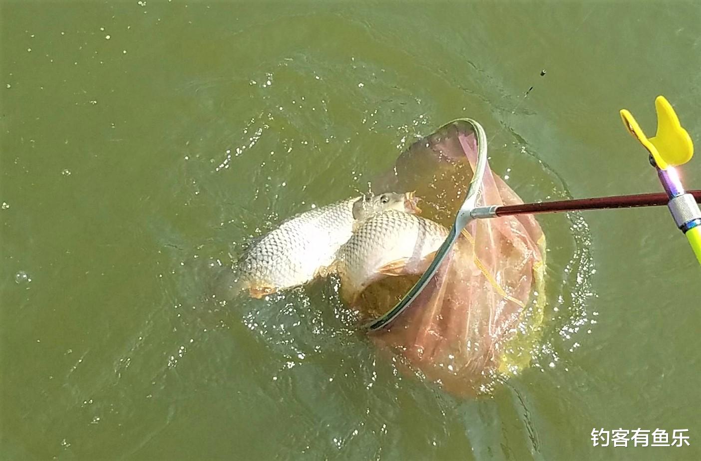 骆马湖|冬季野钓鲤鱼，明白四钓四不钓，作出适当调整，天冷也能连竿