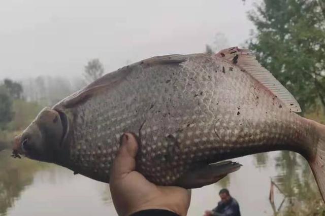 奔赴那山海|这钓法“专攻”大鳊鱼，十天半月用一次，钓完倍儿过瘾