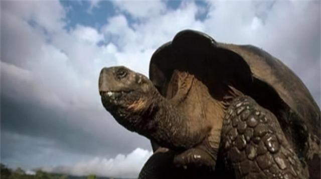 饲养员 一只被时间遗忘的象龟，从乾隆时期活到现在，熬走了3任饲养员