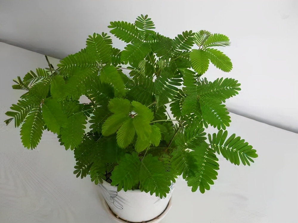 这些花最好不要放在卧室里，对身体不好！