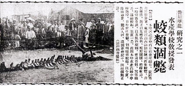 生物多样性公约 近代坠龙事件频发，数百人目击龙还拍下卫星视频，难道龙真的存在