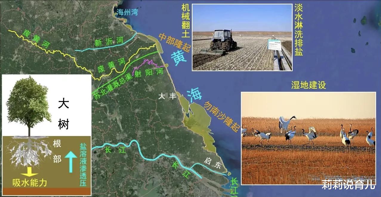 莉莉说育儿|江苏滩涂盐碱地超5000平方公里,是如何把它们变成亩产1200斤的良田肥地的?