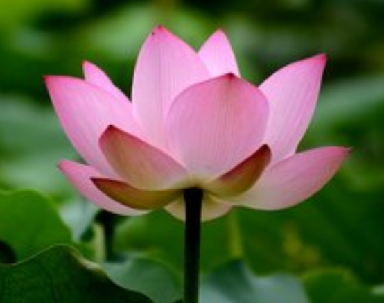 属龙|6月19日开始，4属相时来运转，事业步步高升，财源广进日子美