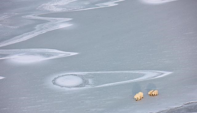  恶化！北极地区出现58℃高温，远古生物不断从冰川中融化