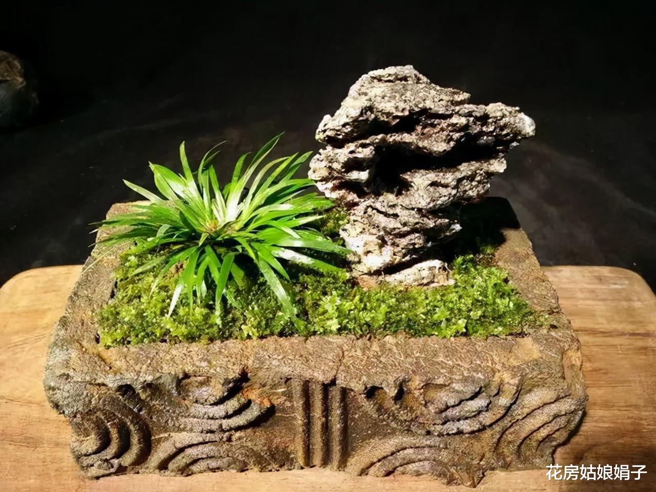 室内养花有讲究，不同的花卉要摆放在不同的区域，摆错了很难养好