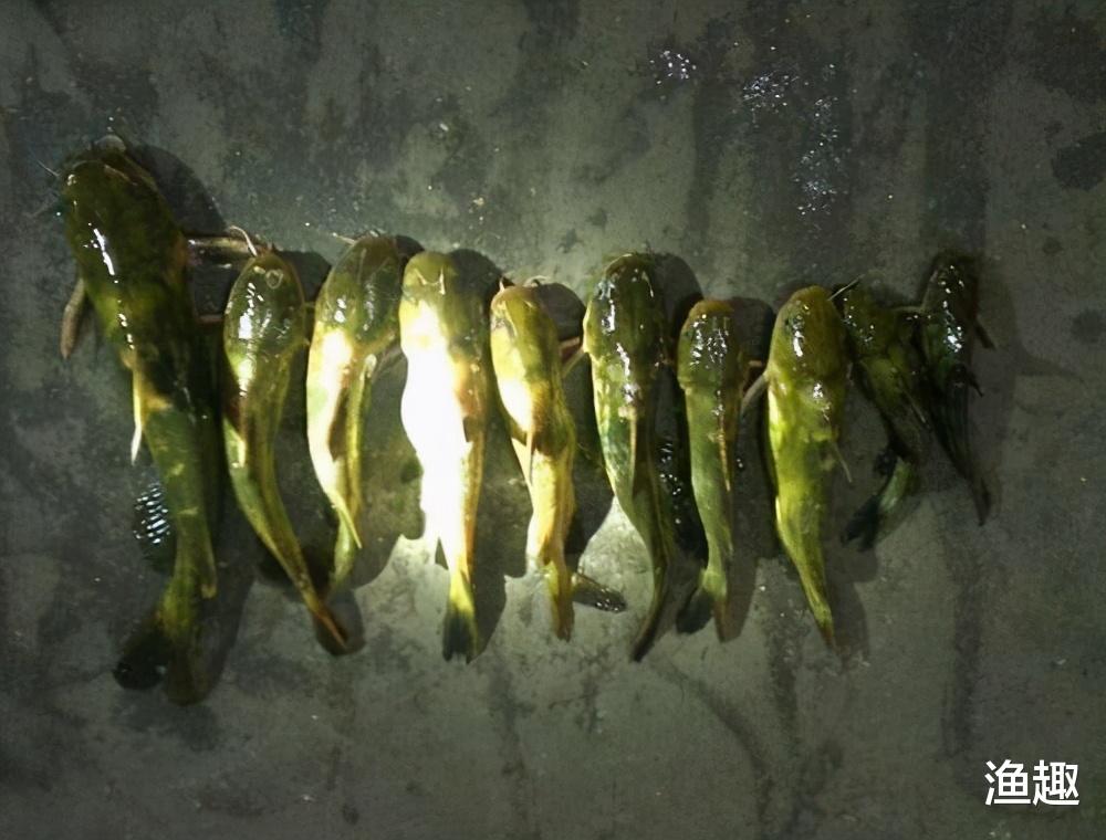 |我钓了一晚上才钓到这些鱼，别人过来就要直接买，还问我多少一斤