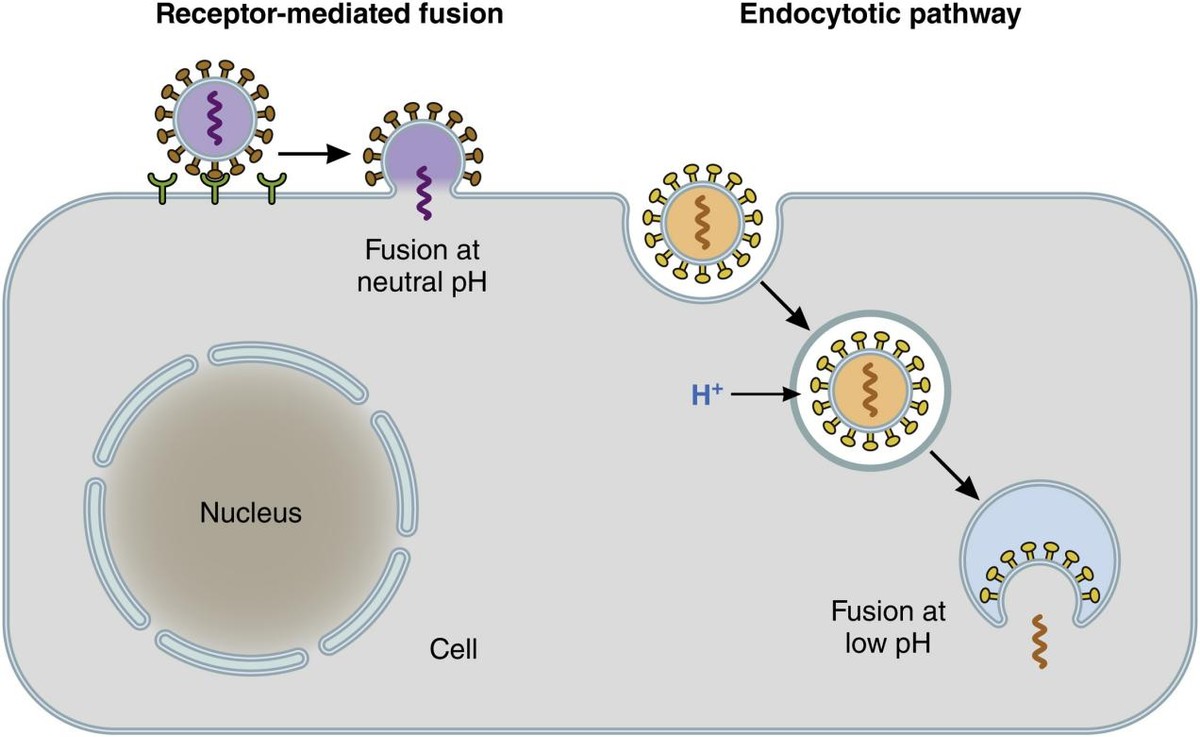 考古学家 预防新冠状病毒肺炎，注射灭活疫苗和mRNA疫苗有什么区别？