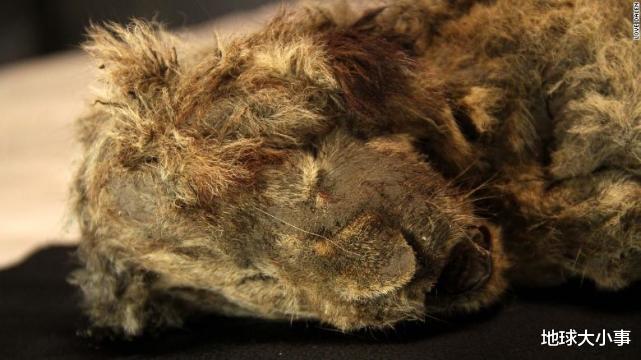 西伯利亚 西伯利亚发现4.3万年前幼狮遗骸，连胡须都完好无损