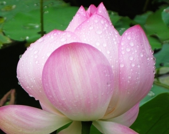 运势|6月上旬，喜鹊报喜，4属相桃花朵朵开，幸福生活自然来