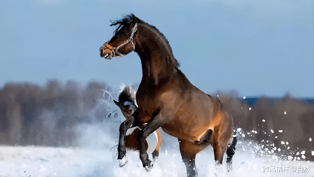  草原上的马王传奇：人工培育的马王被野马取代，马群遭到狼群袭击